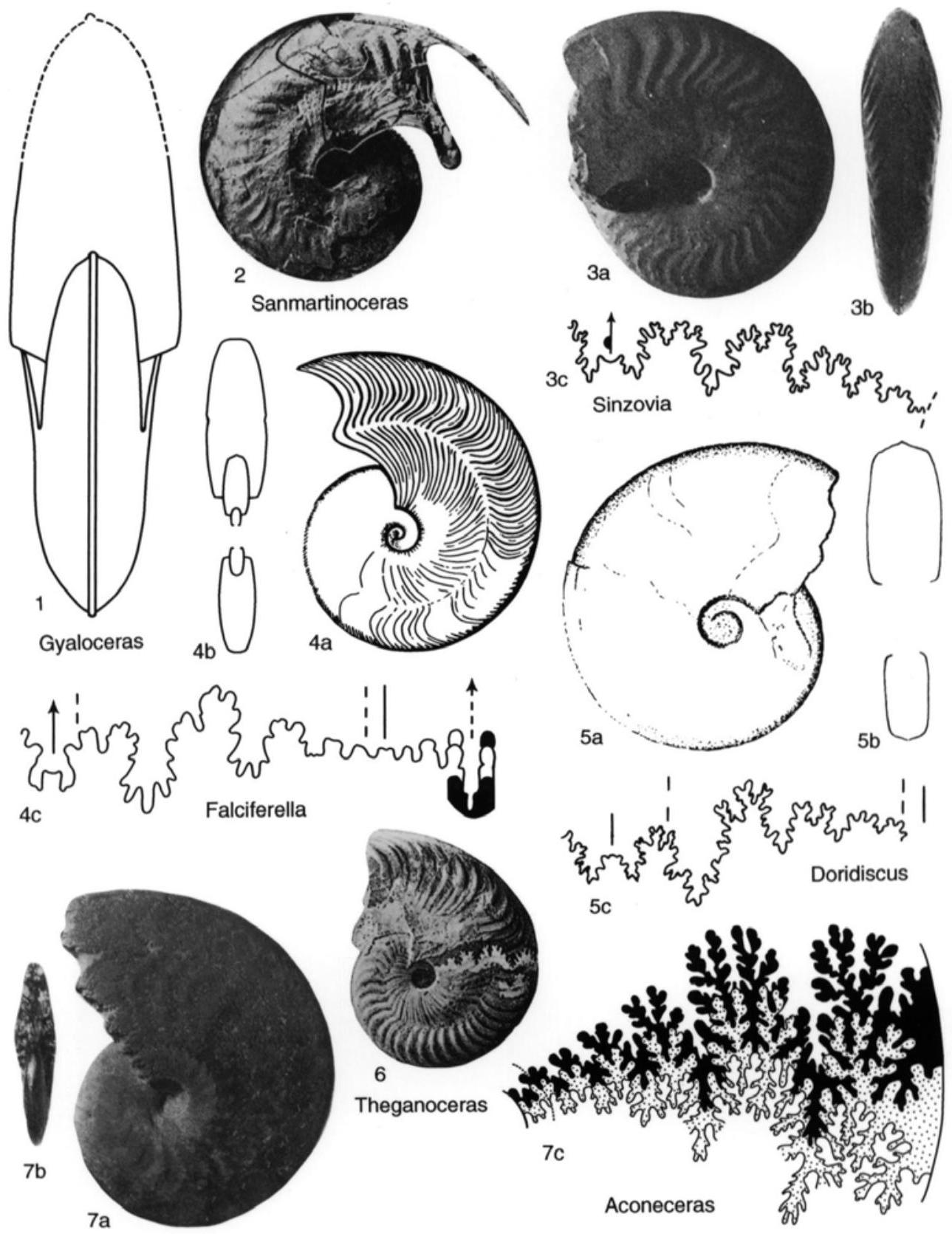 Fossil Image