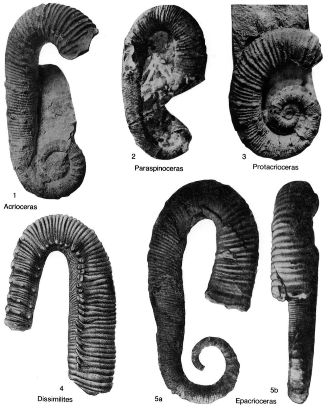 Fossil Image