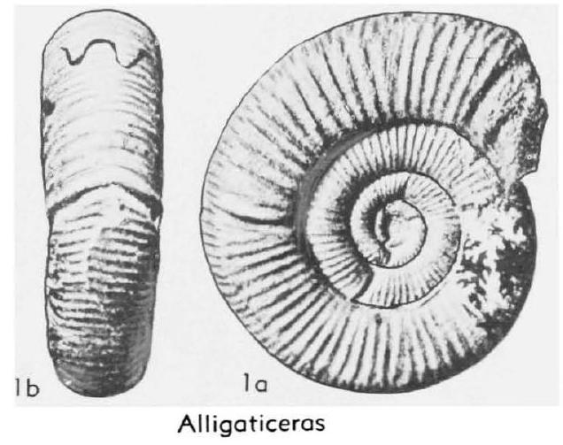 Fossil Image