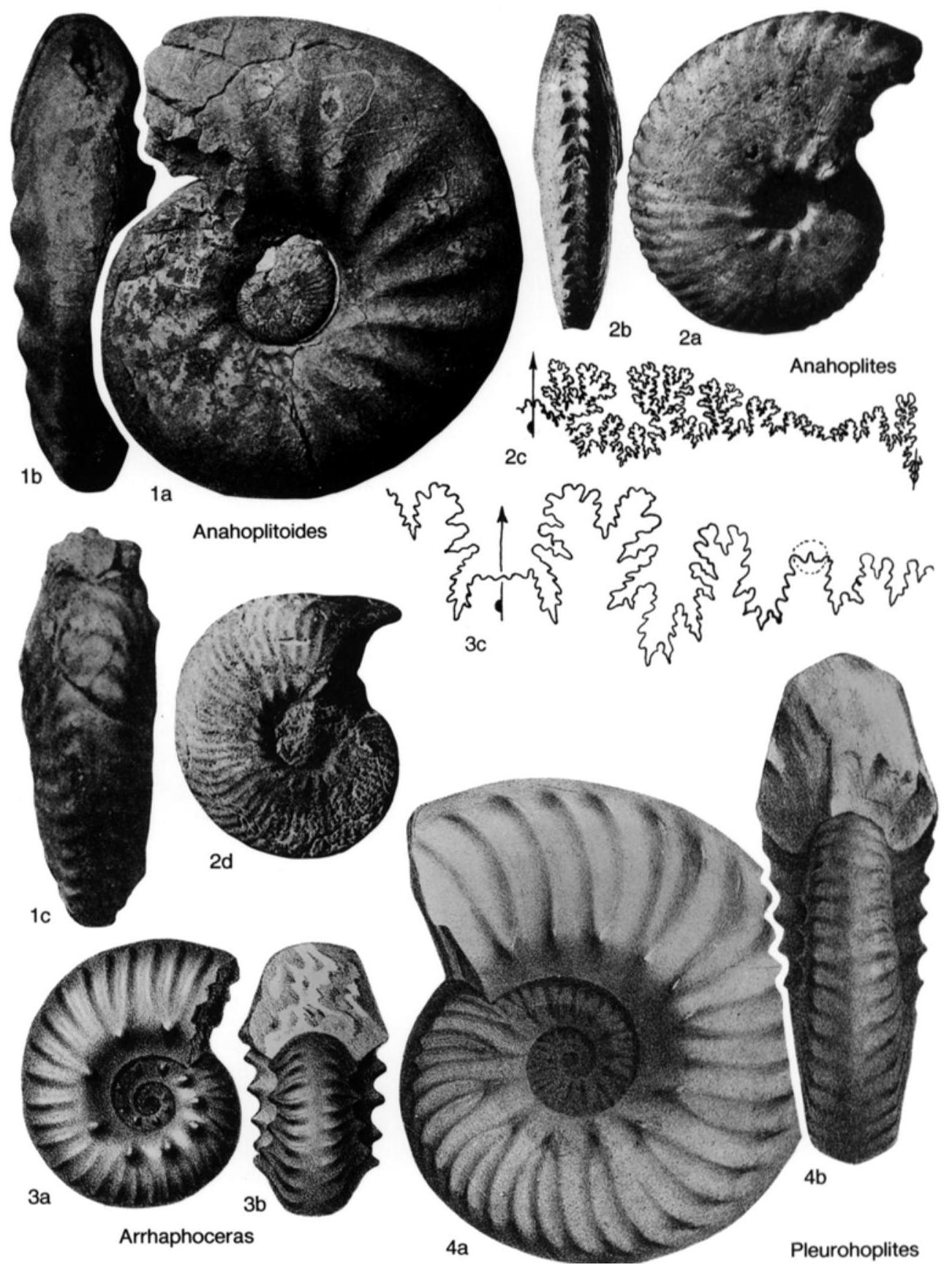Fossil Image