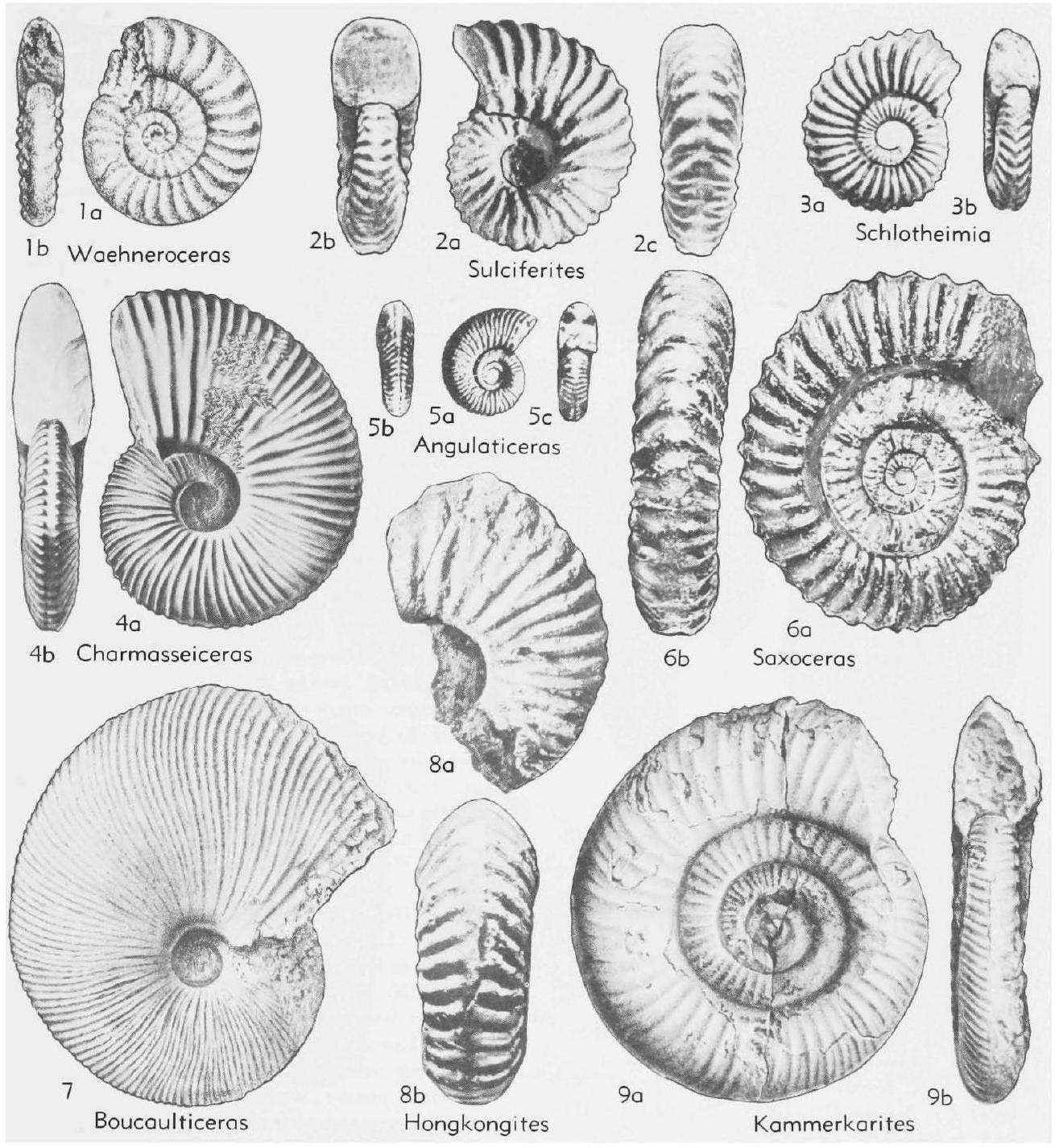 Fossil Image