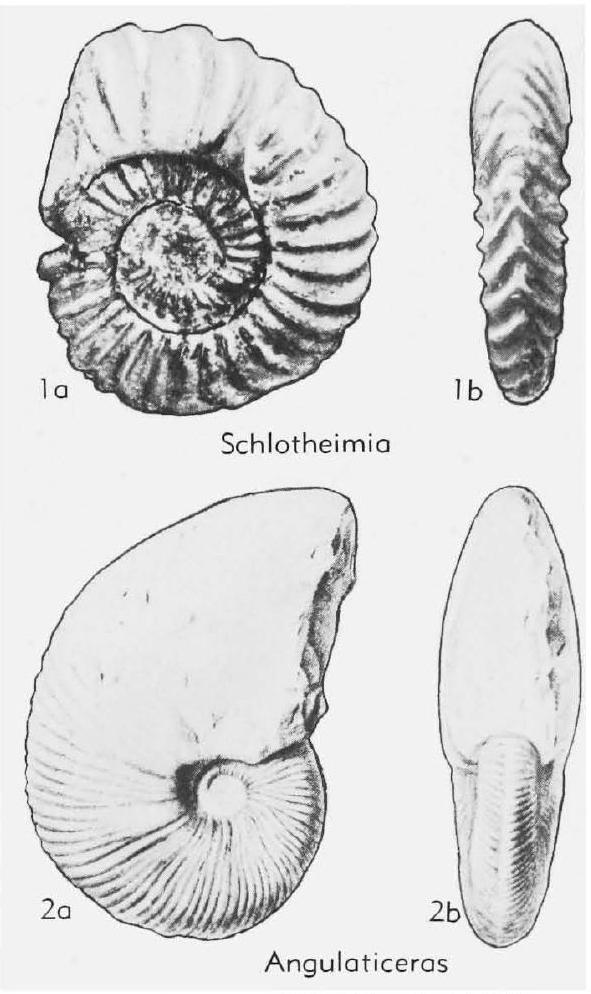 Fossil Image