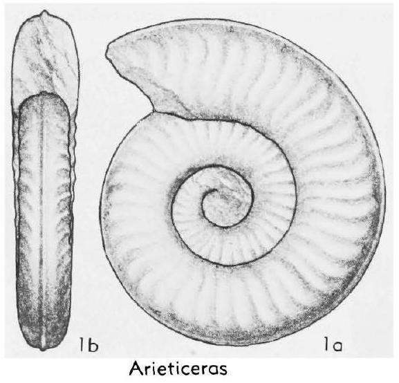 Fossil Image