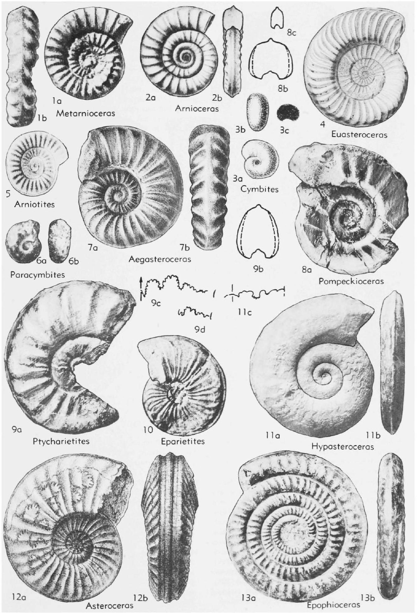 Fossil Image