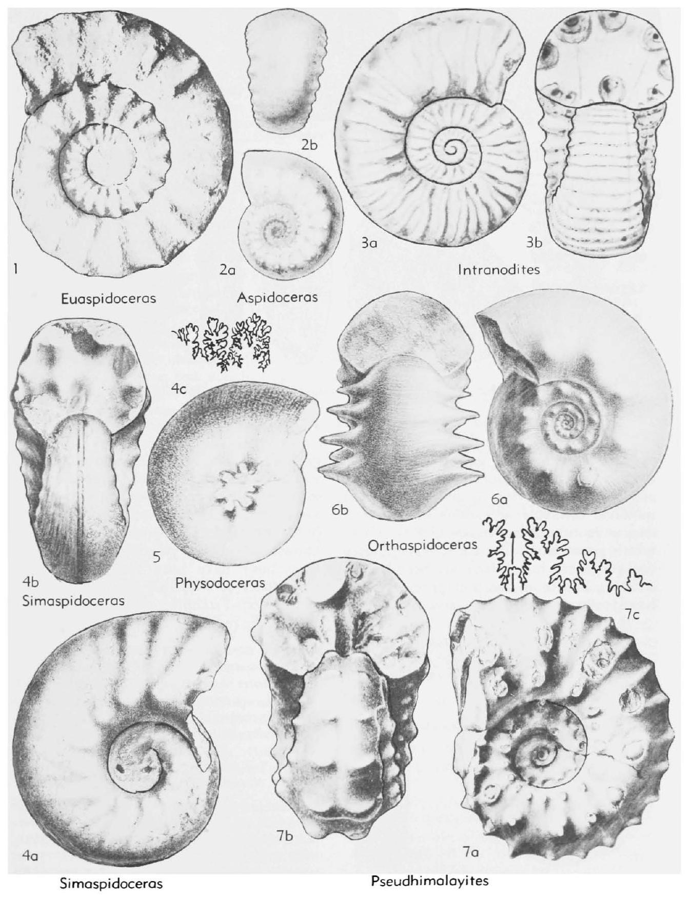 Fossil Image