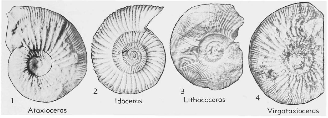Fossil Image