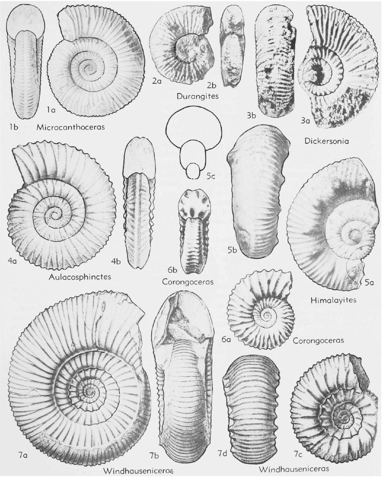 Fossil Image
