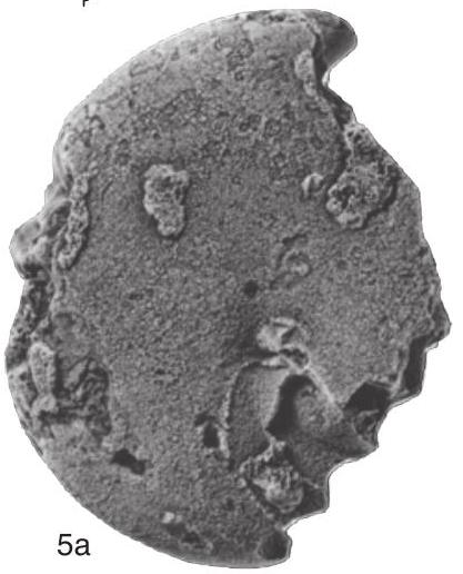 Fossil Image