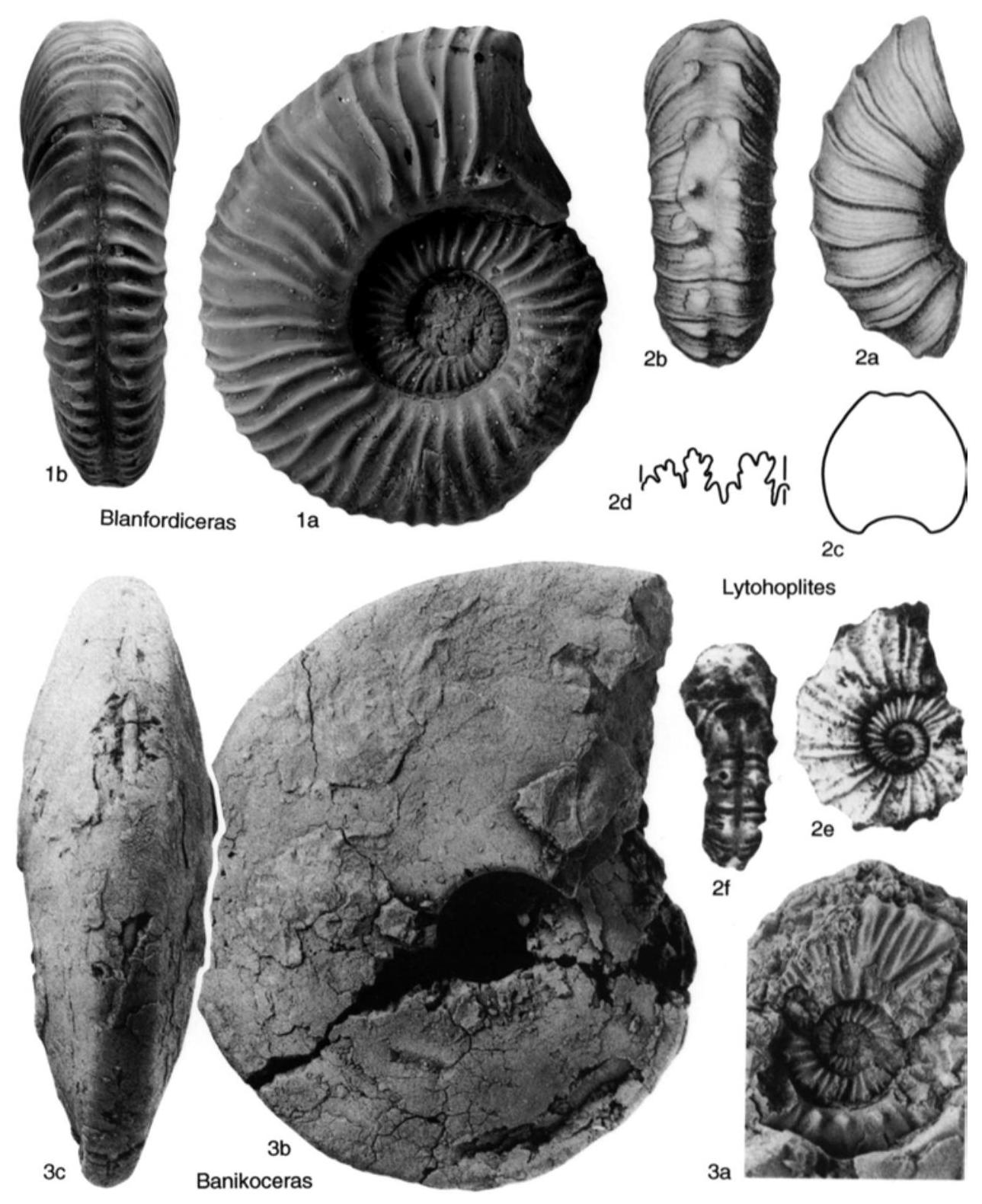 Fossil Image
