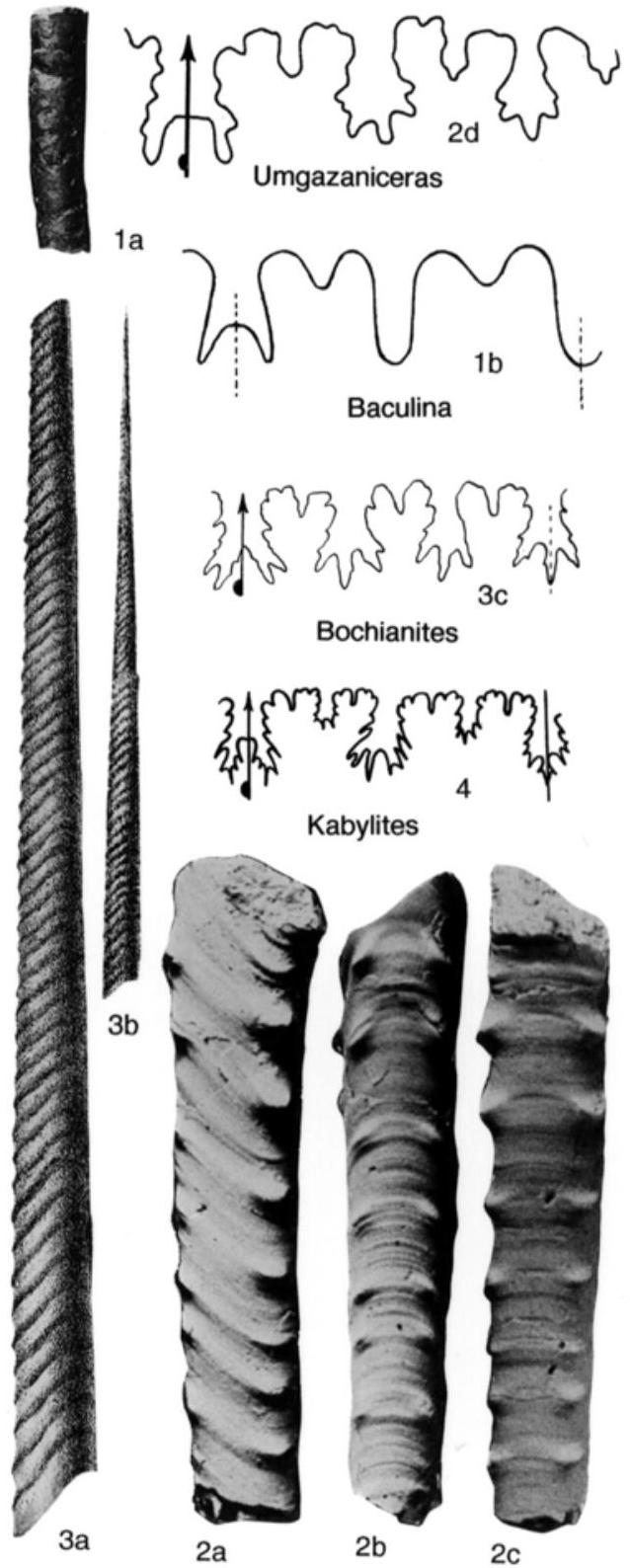 Fossil Information