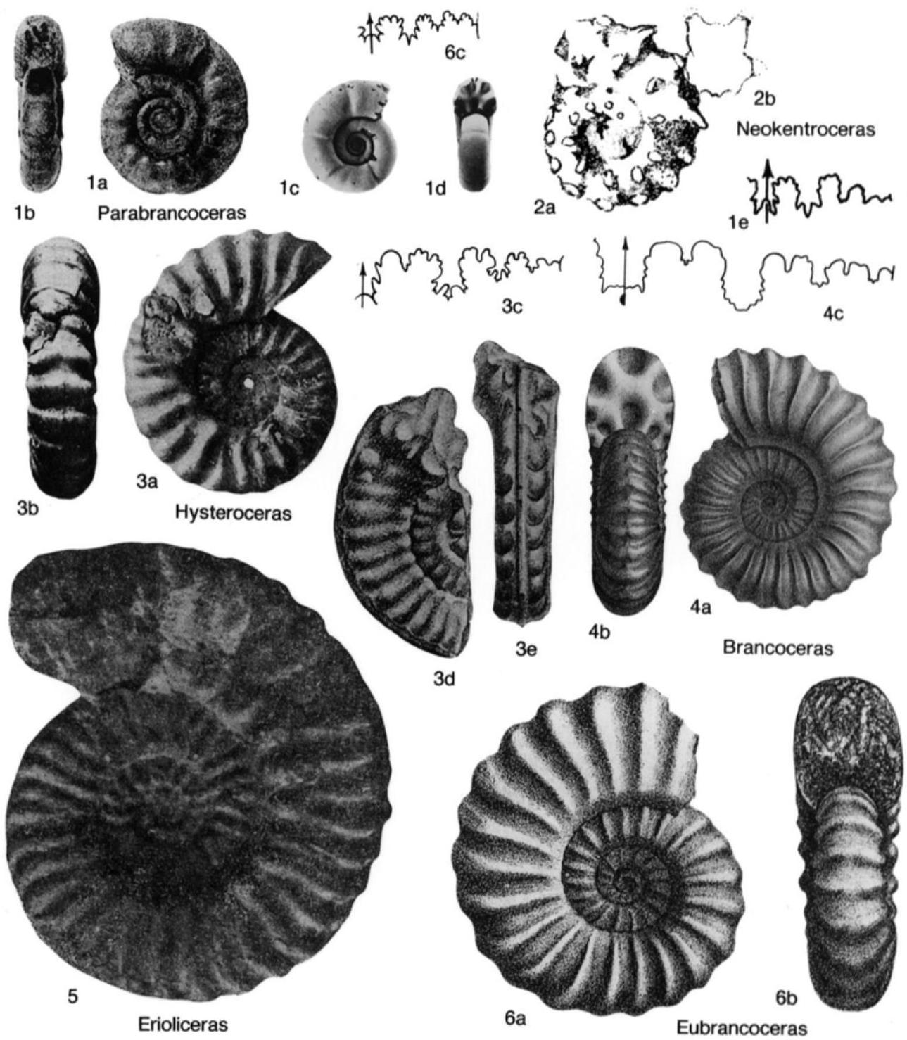 Fossil Image