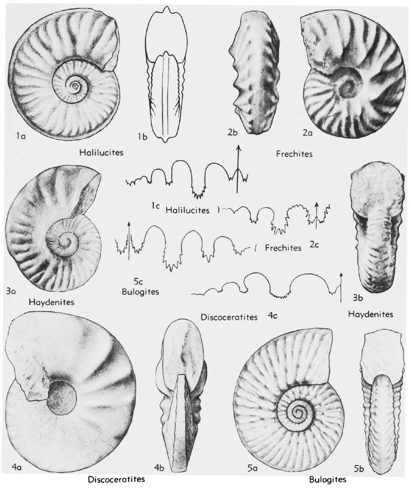 Fossil Image