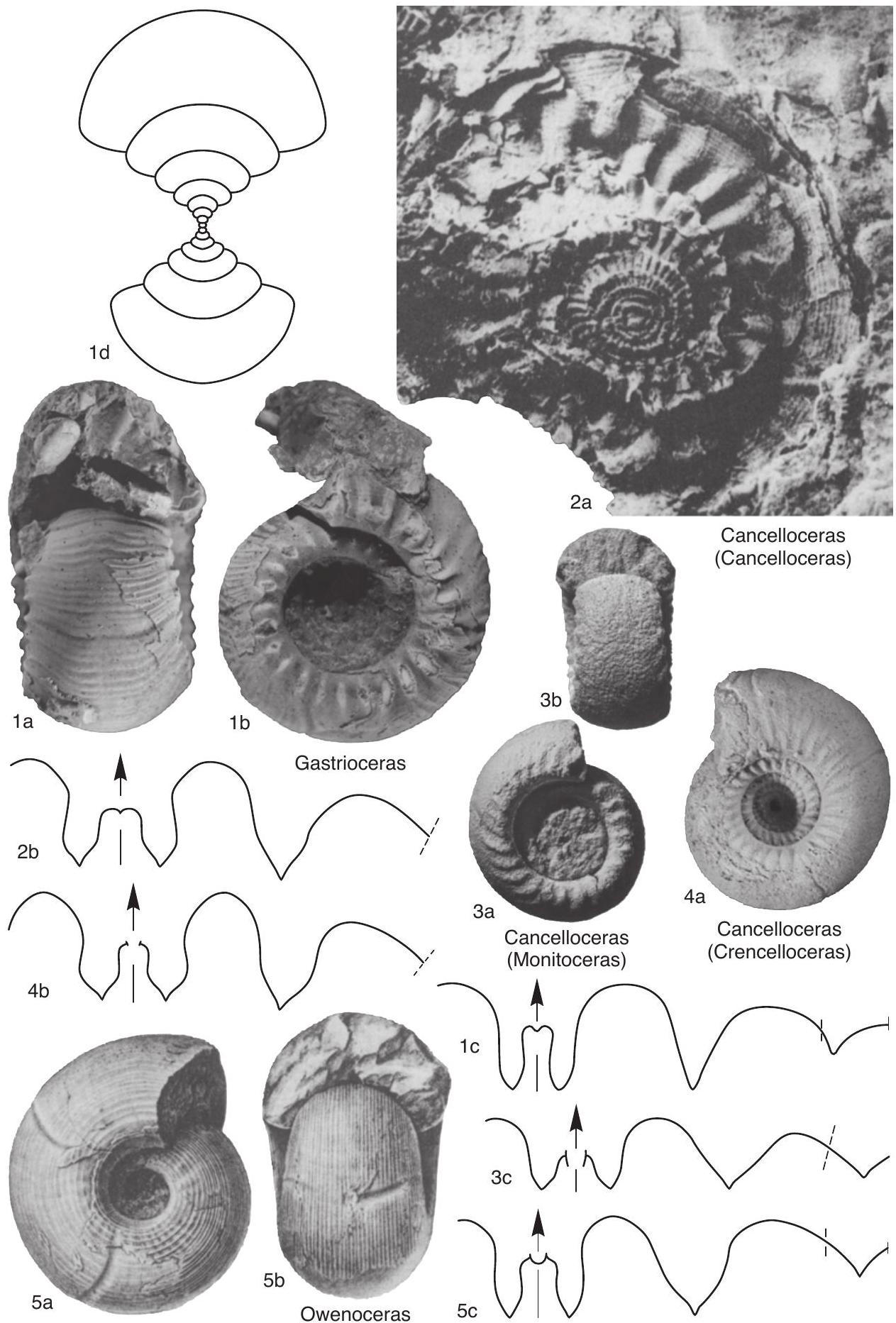 Fossil Image