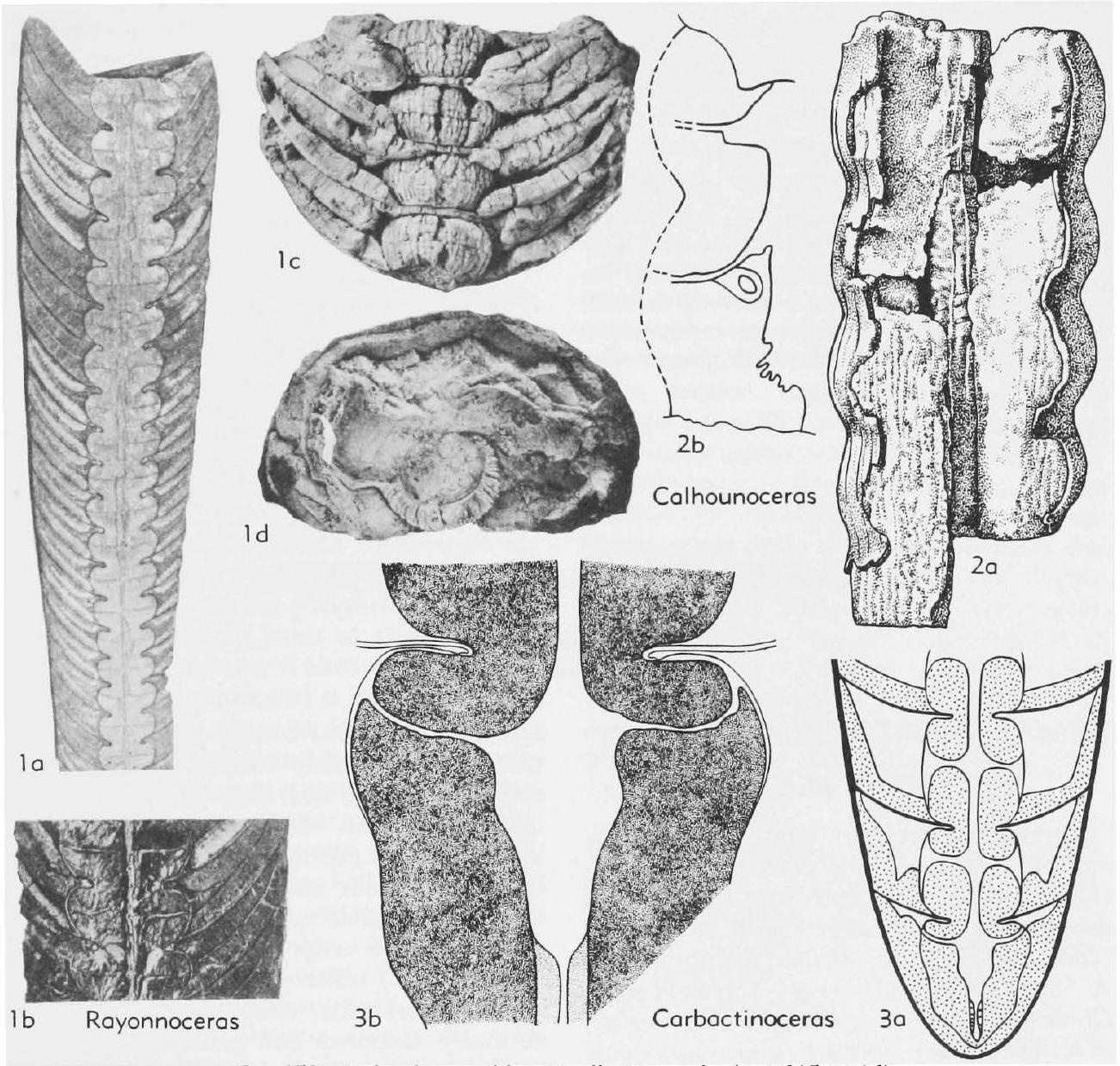 Fossil Information