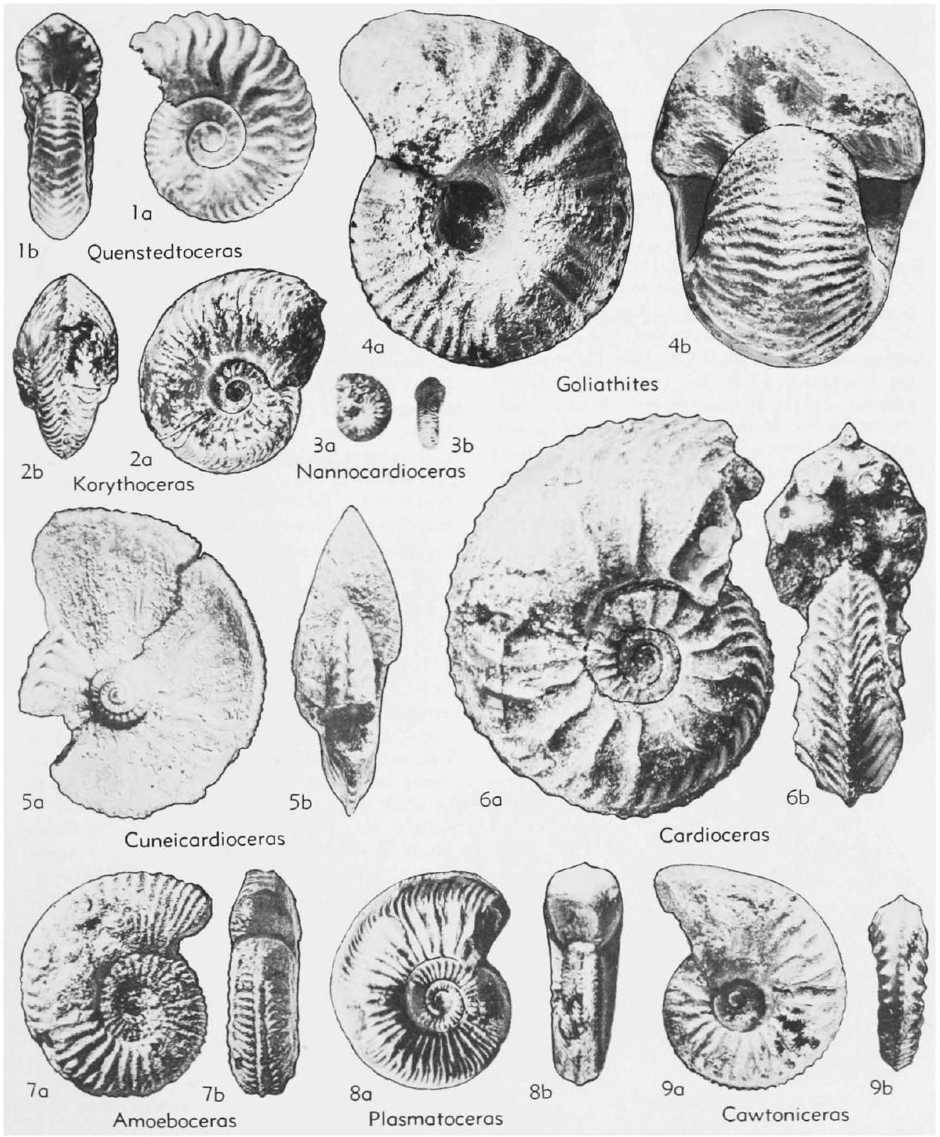 Fossil Image