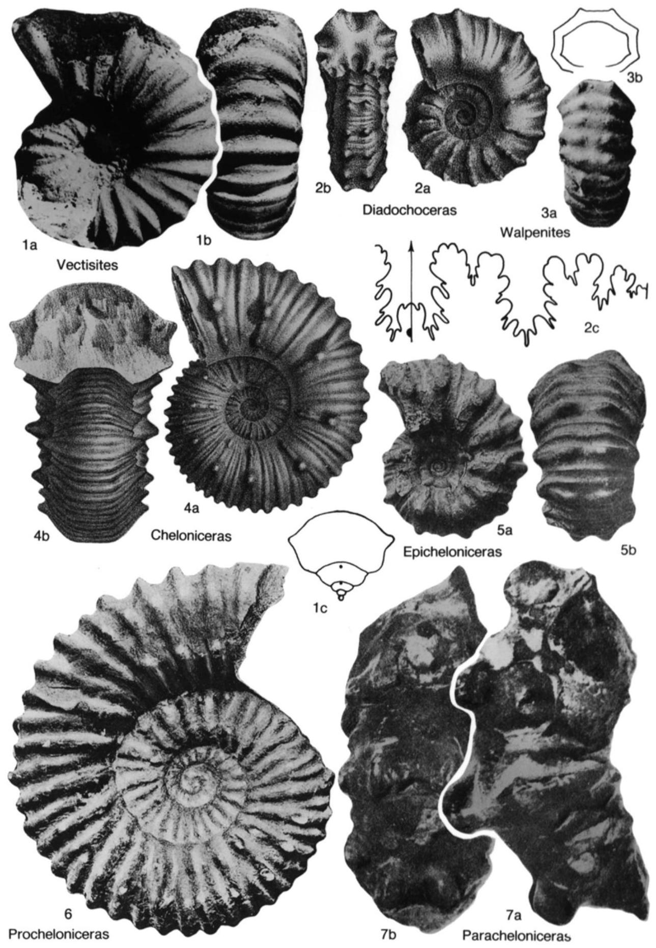 Fossil Image