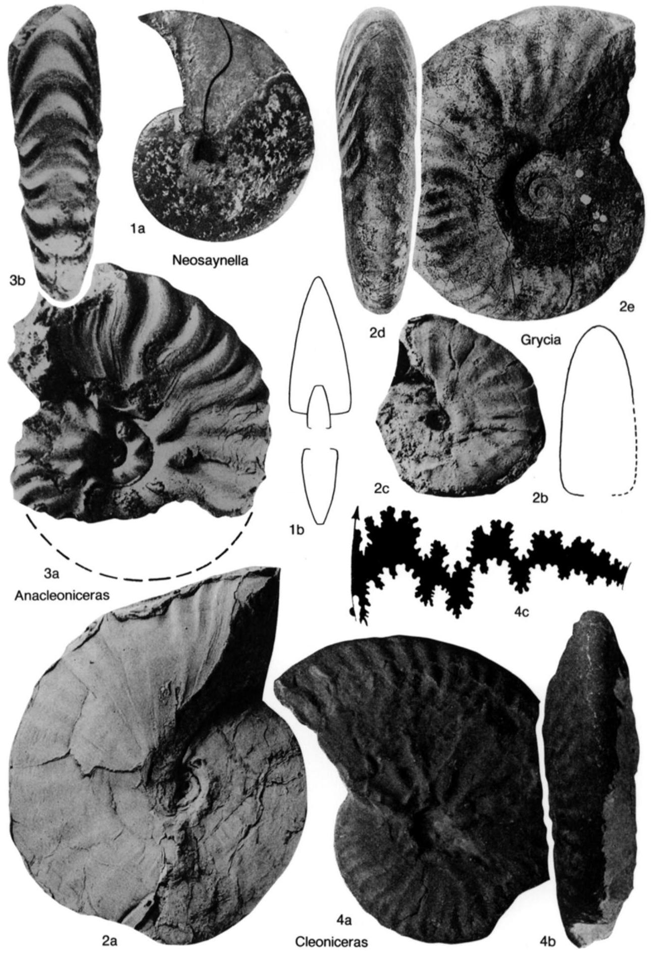 Fossil Image