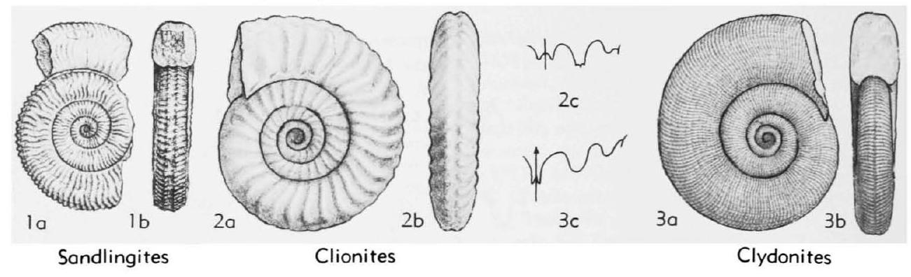 Fossil Image