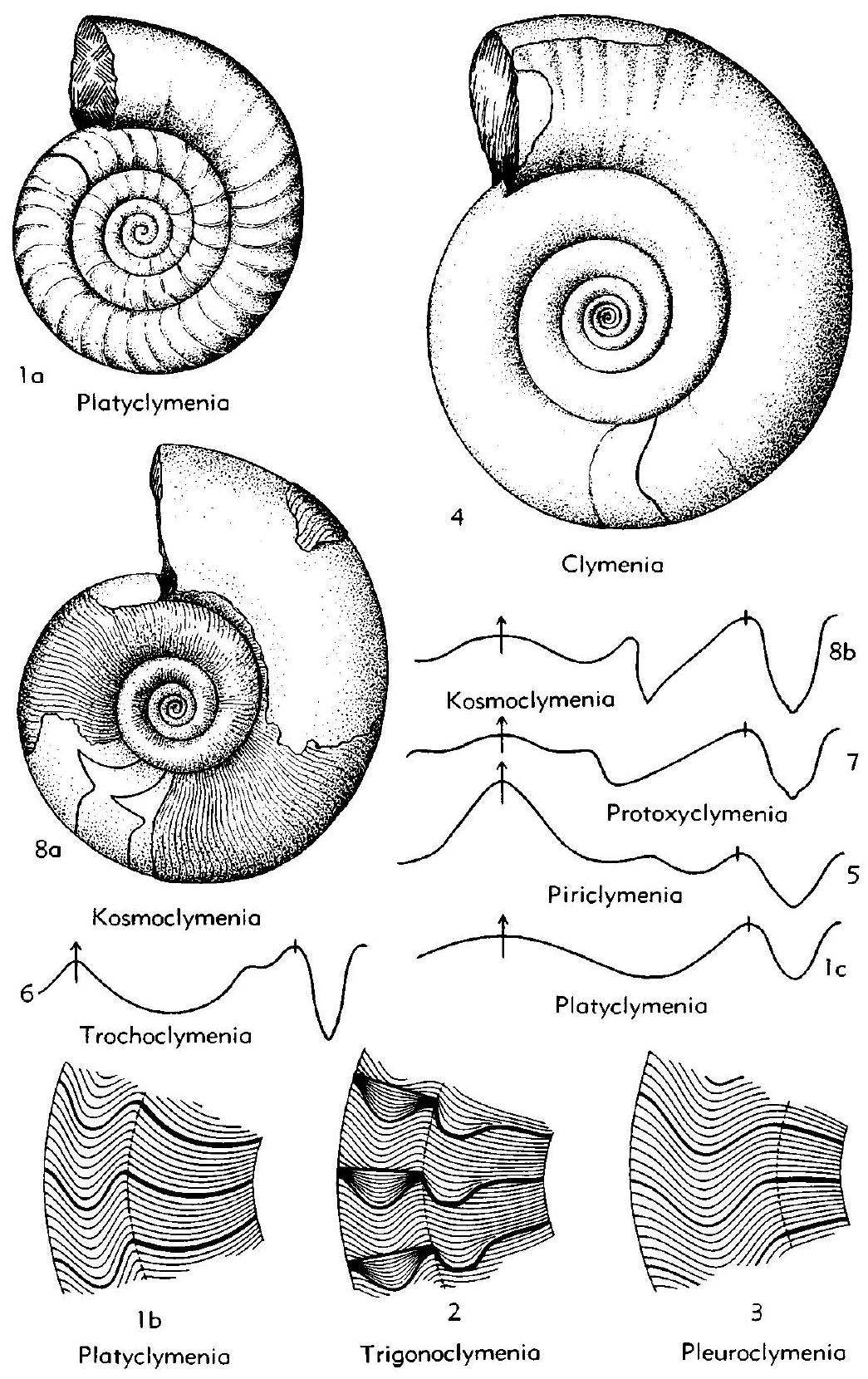 Fossil Image