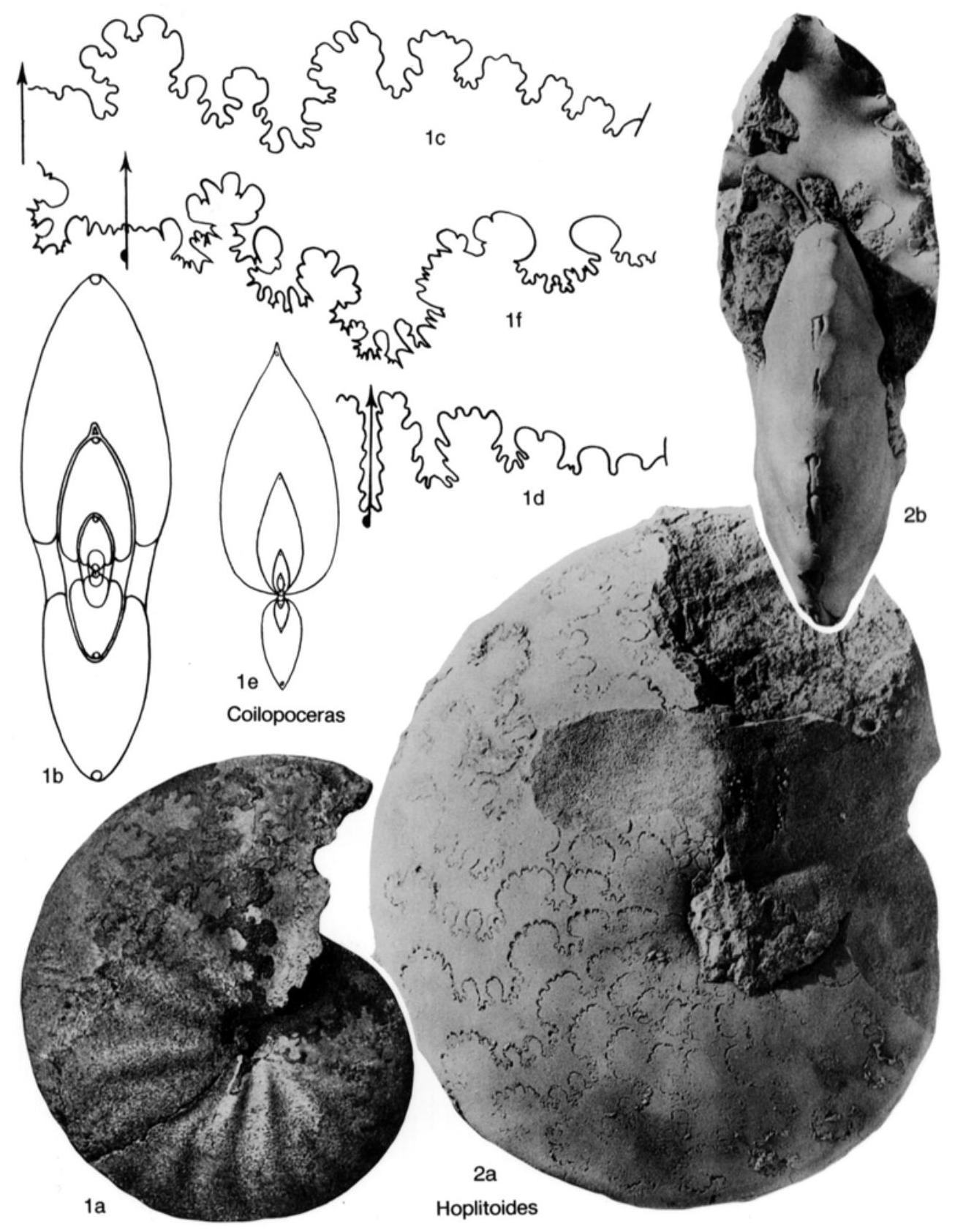 Fossil Image