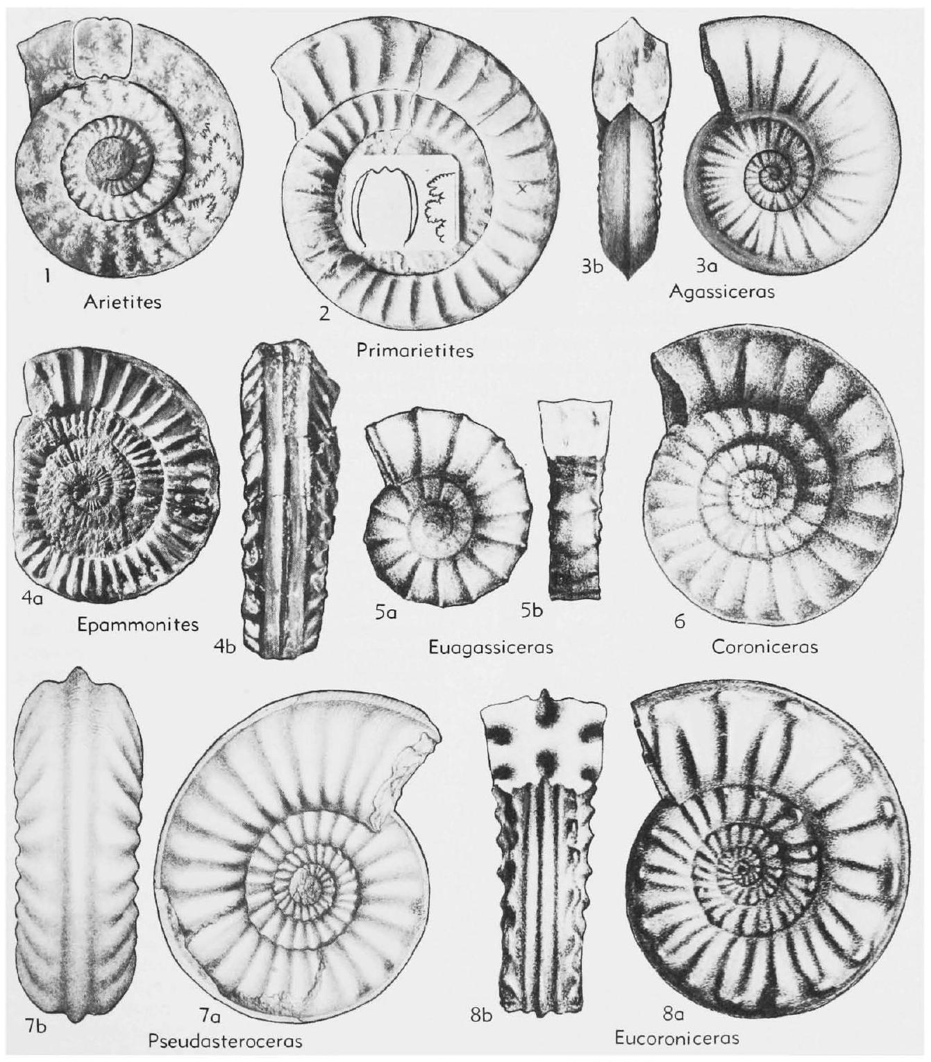Fossil Image