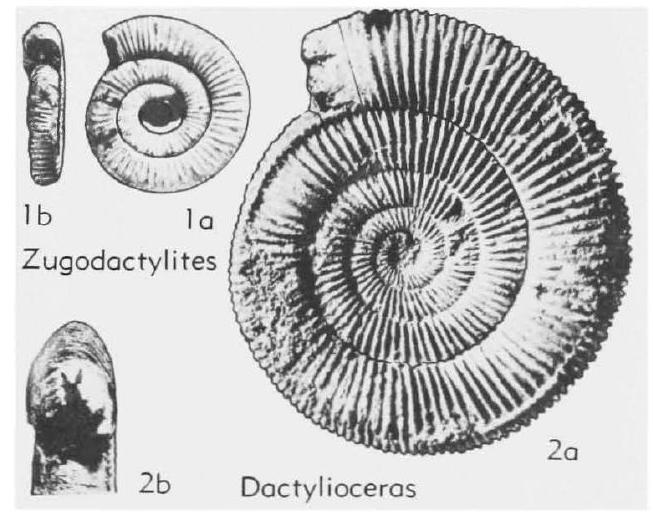 Fossil Image