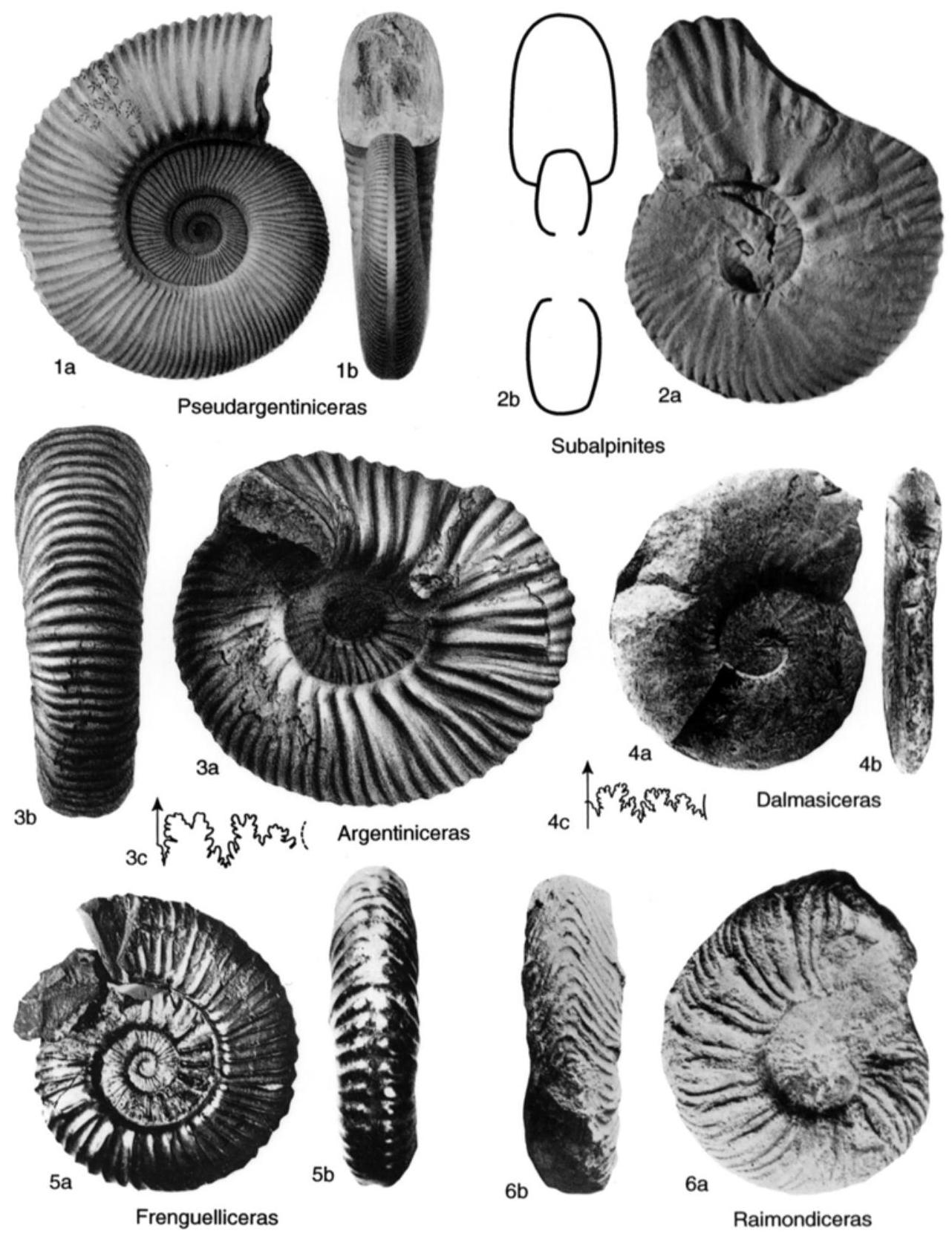 Fossil Image