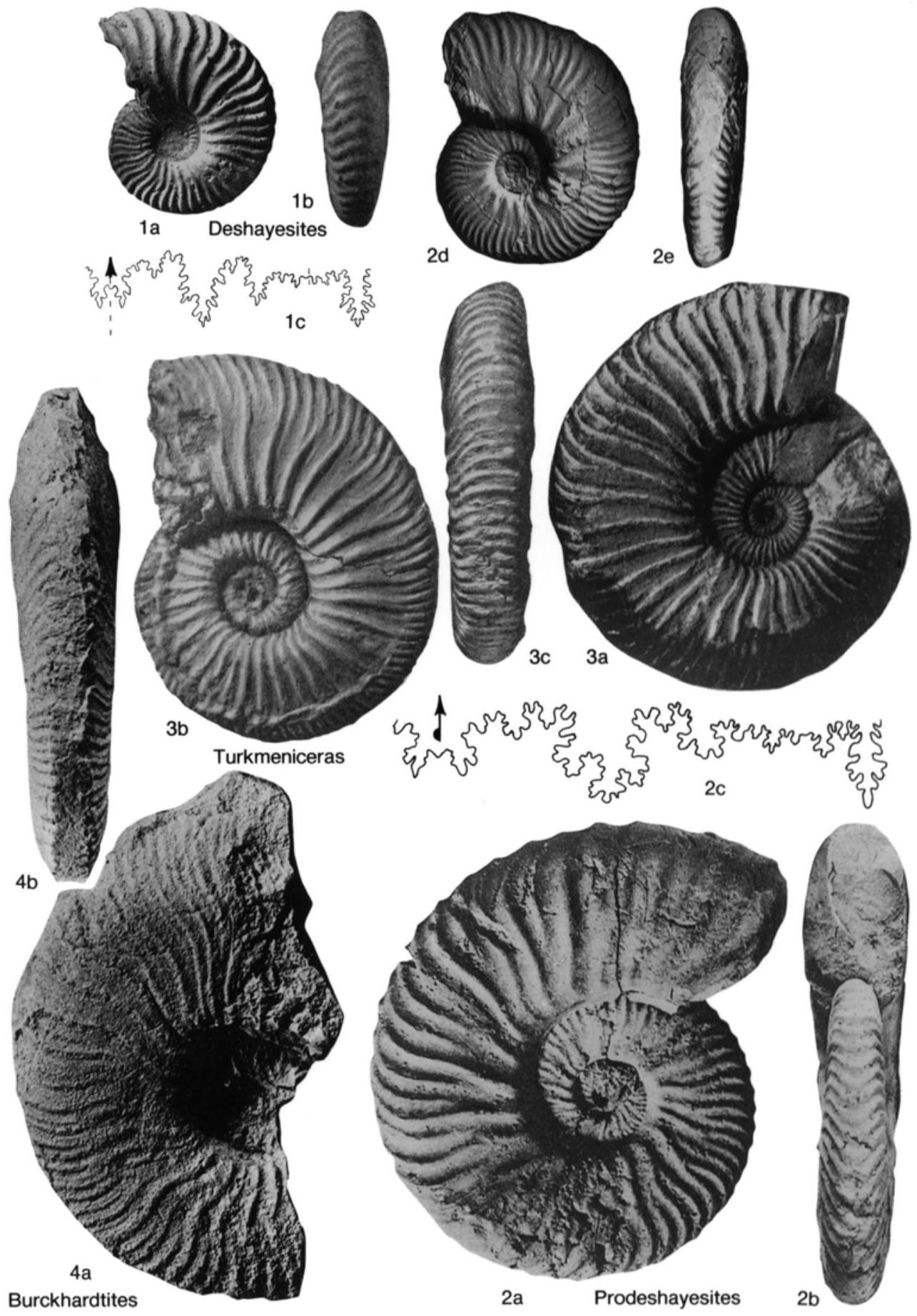 Fossil Image