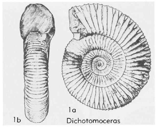 Fossil Image