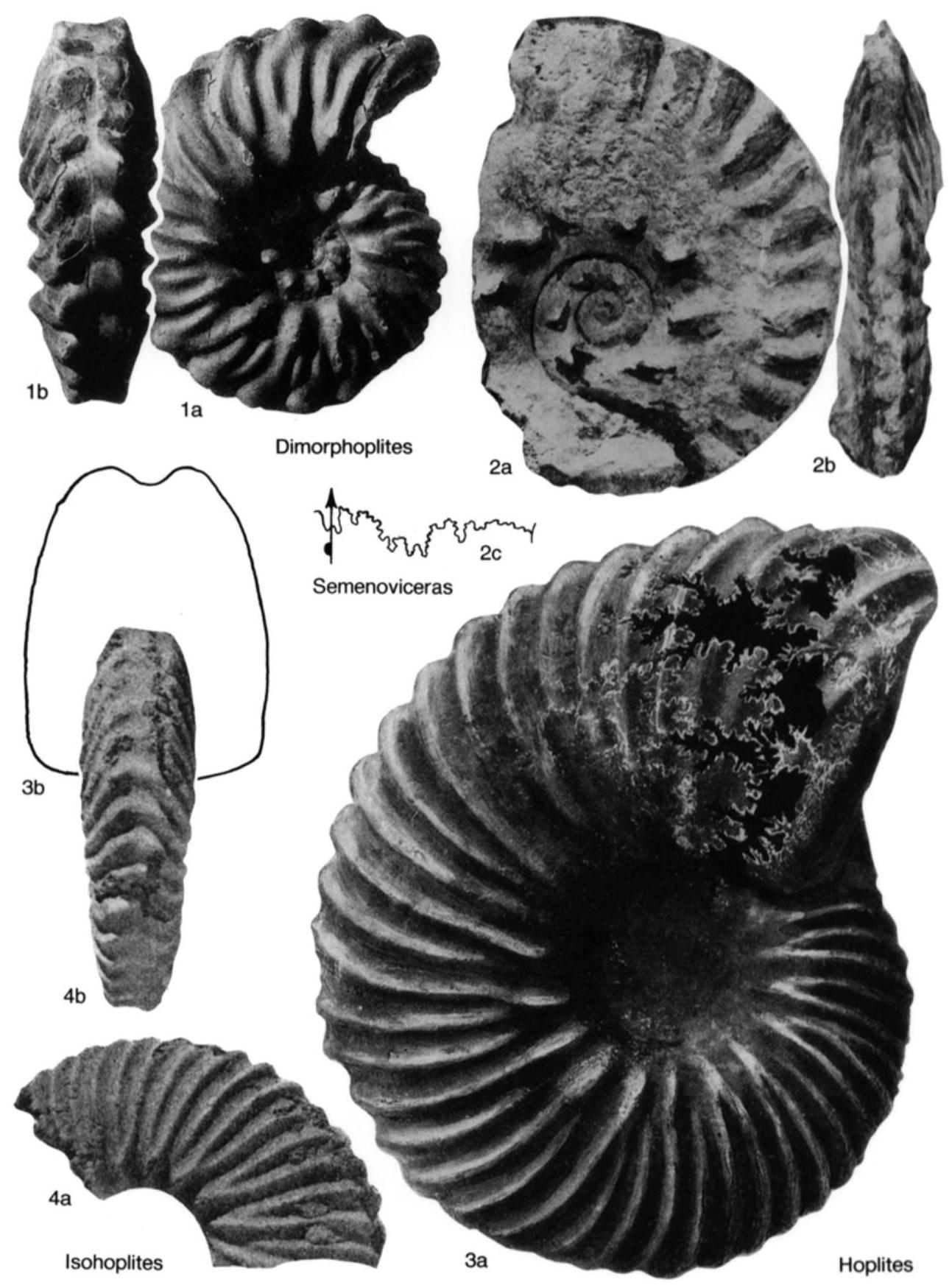 Fossil Image