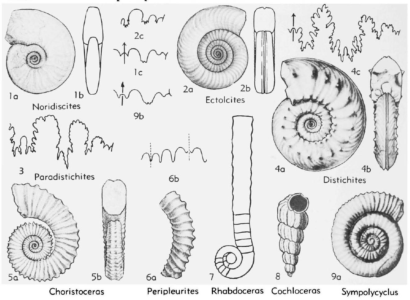 Fossil Image