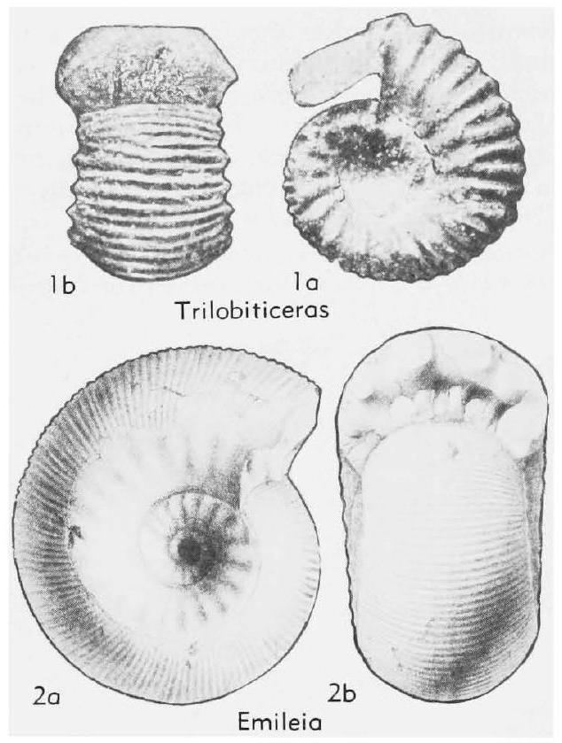 Fossil Image
