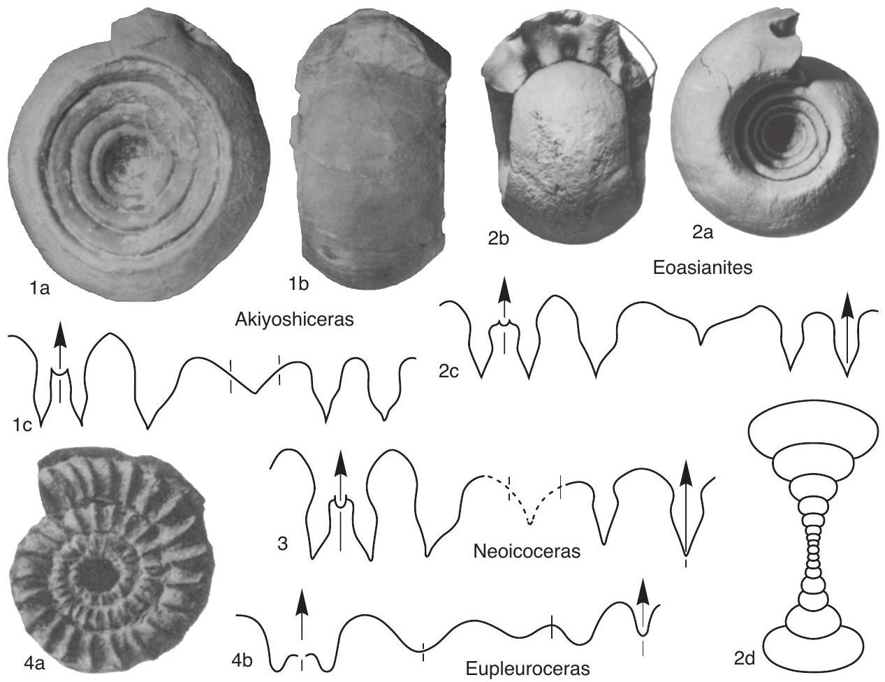 Fossil Image