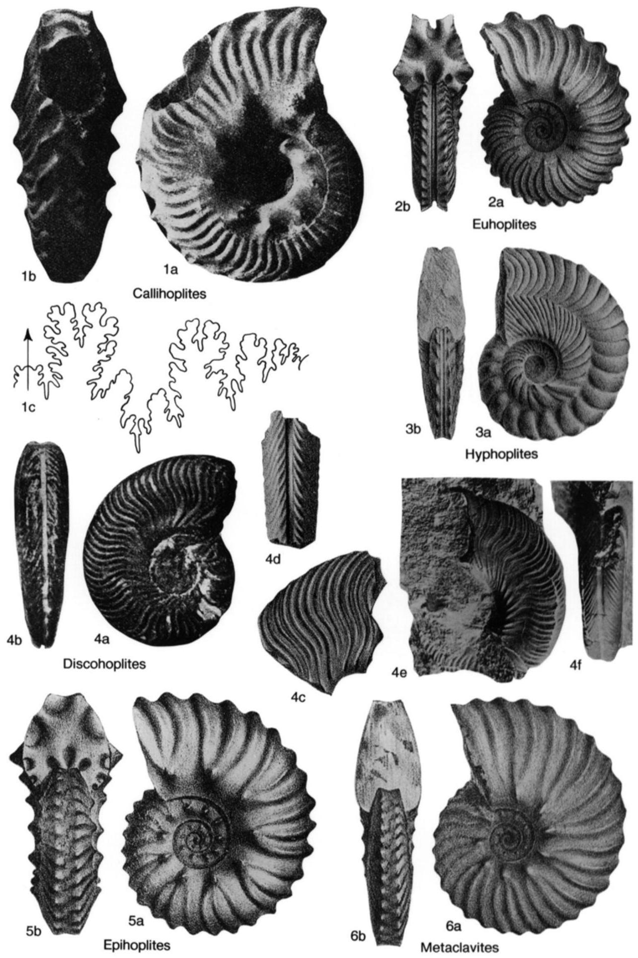 Fossil Image