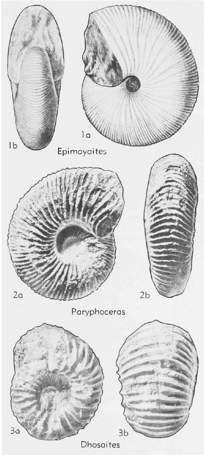 Fossil Image