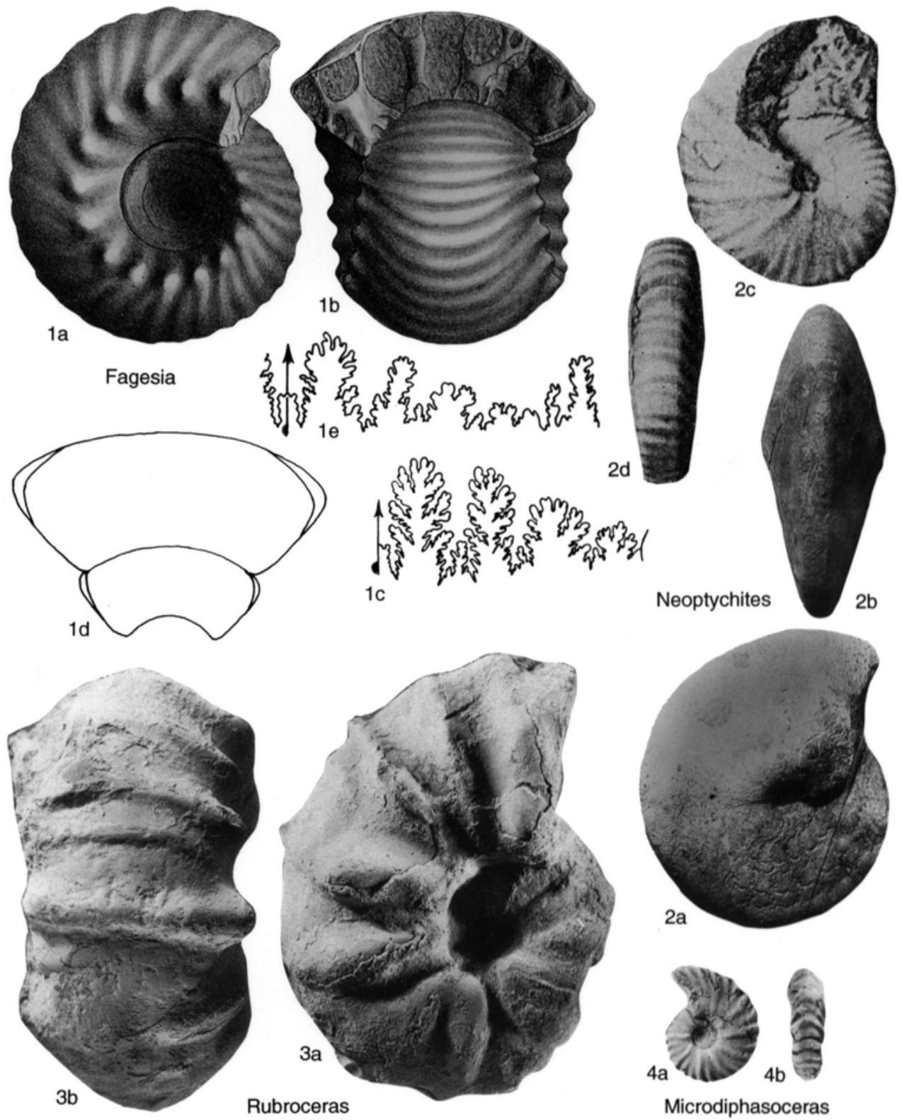 Fossil Image