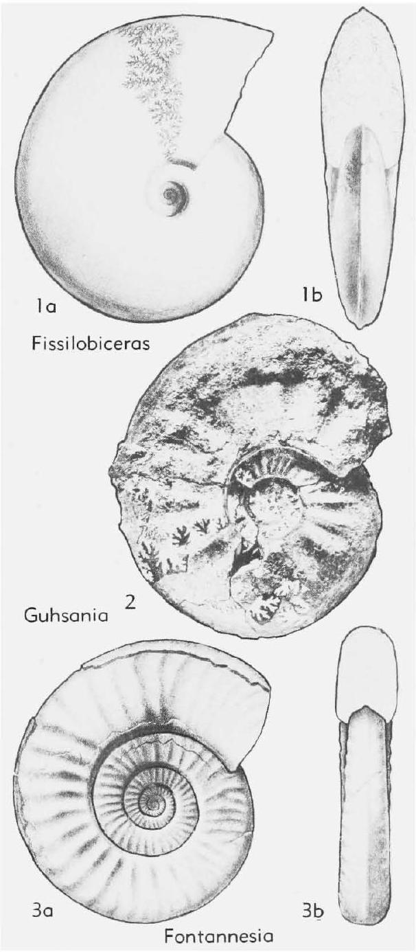 Fossil Image