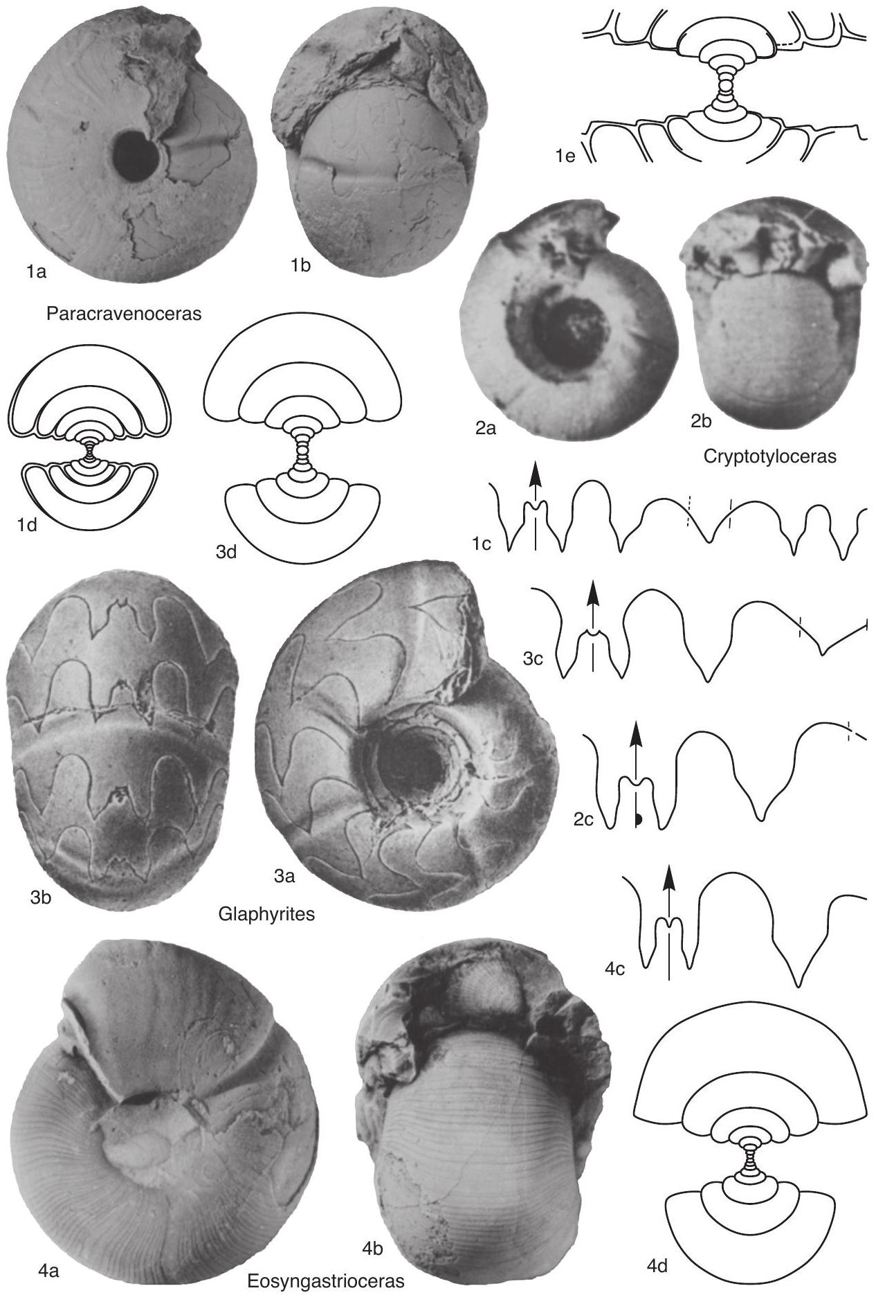 Fossil Image