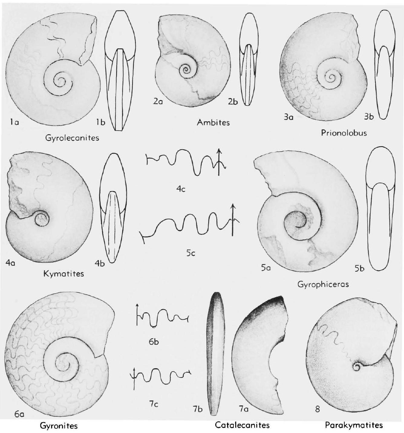 Fossil Information