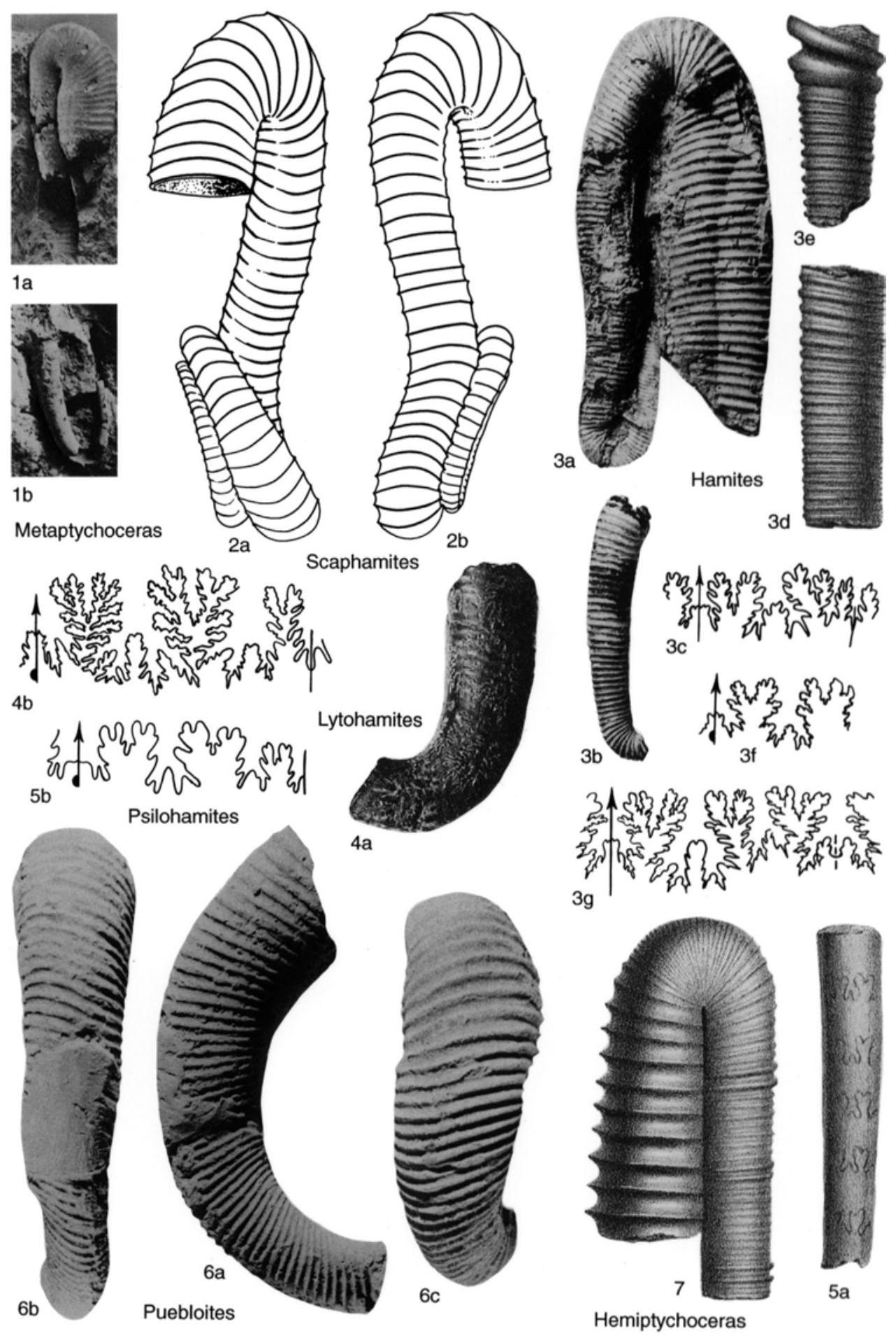 Fossil Image