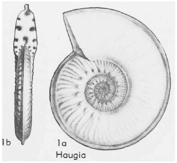 Fossil Image