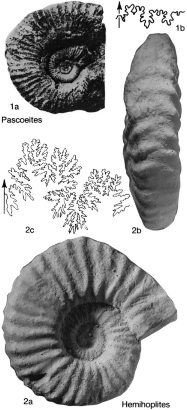 Fossil Image