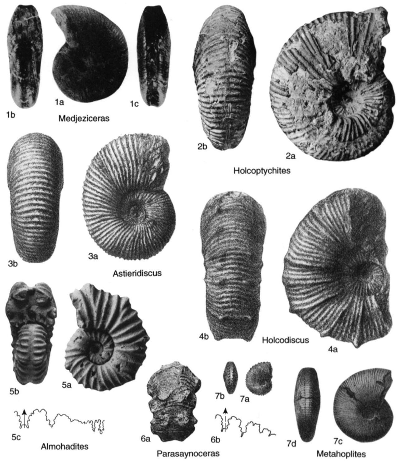 Fossil Image