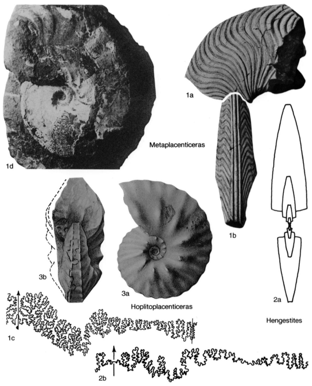 Fossil Image