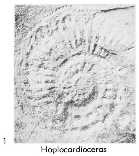Fossil Image