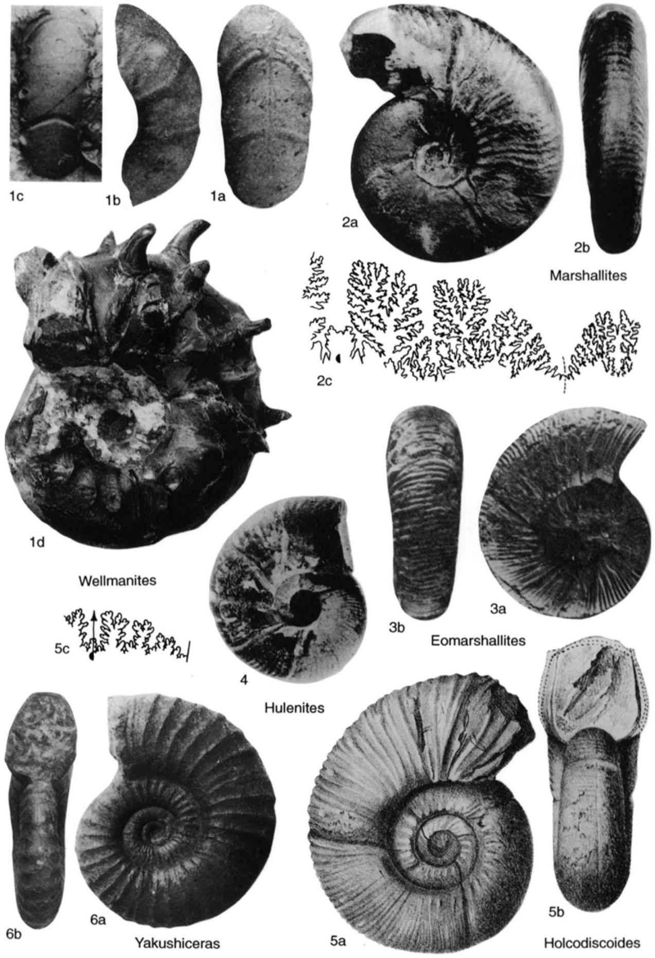 Fossil Image