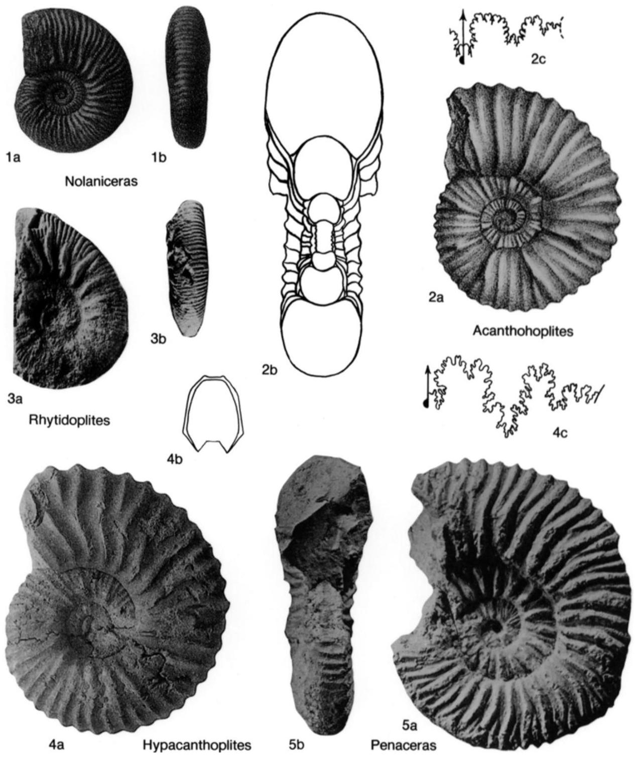 Fossil Image