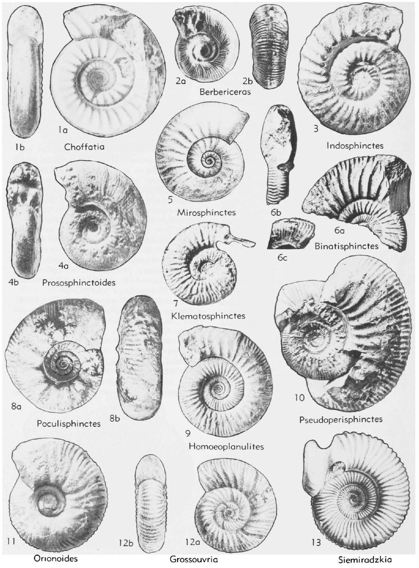 Fossil Image