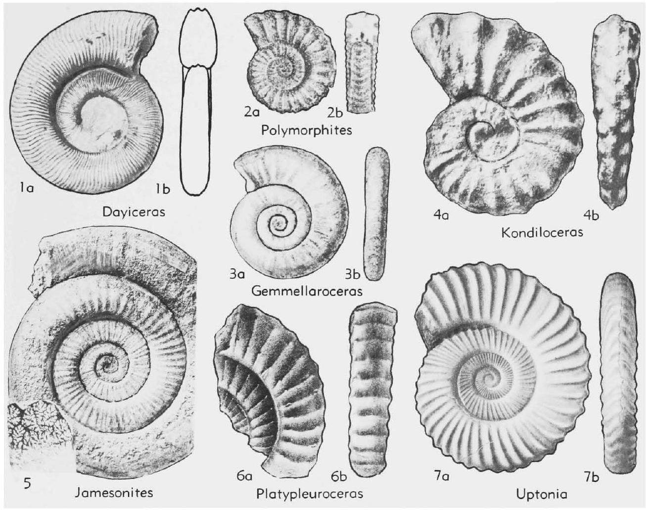 Fossil Image
