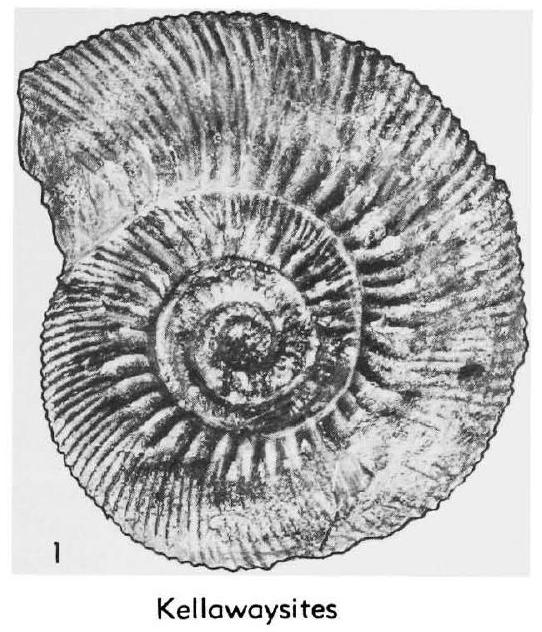 Fossil Image